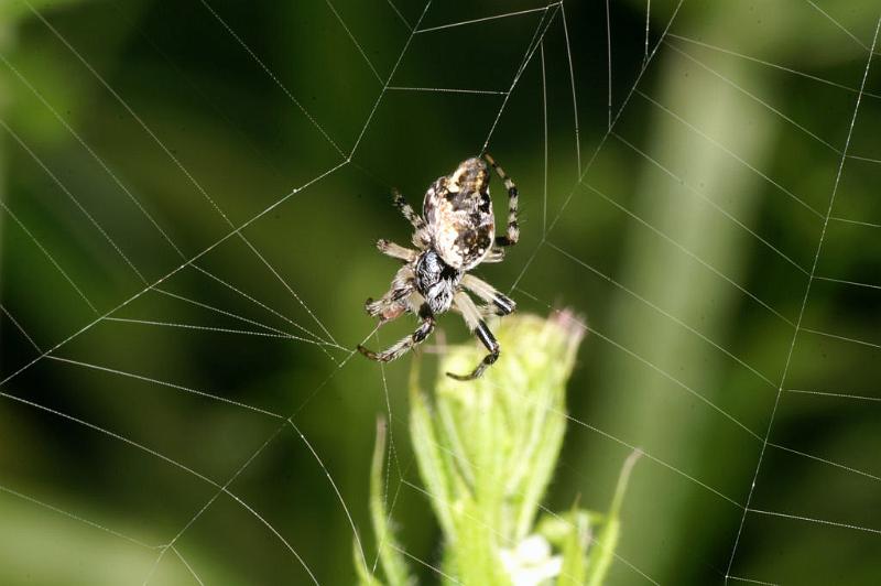 Cyclosa_conica_D4874_Z_90_Les Gris_Frankrijk.jpg